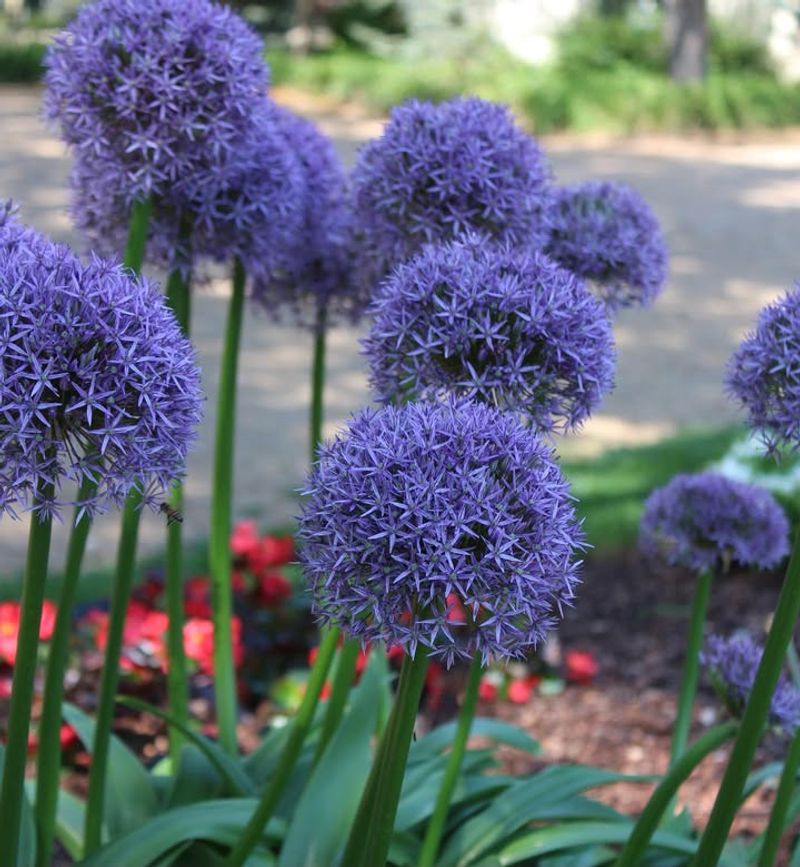 Alliums