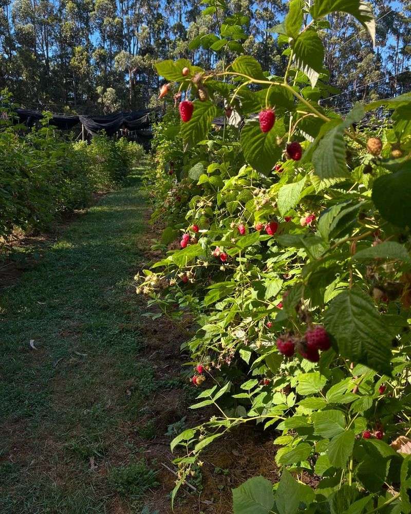 Raspberry And Blackberry Canes