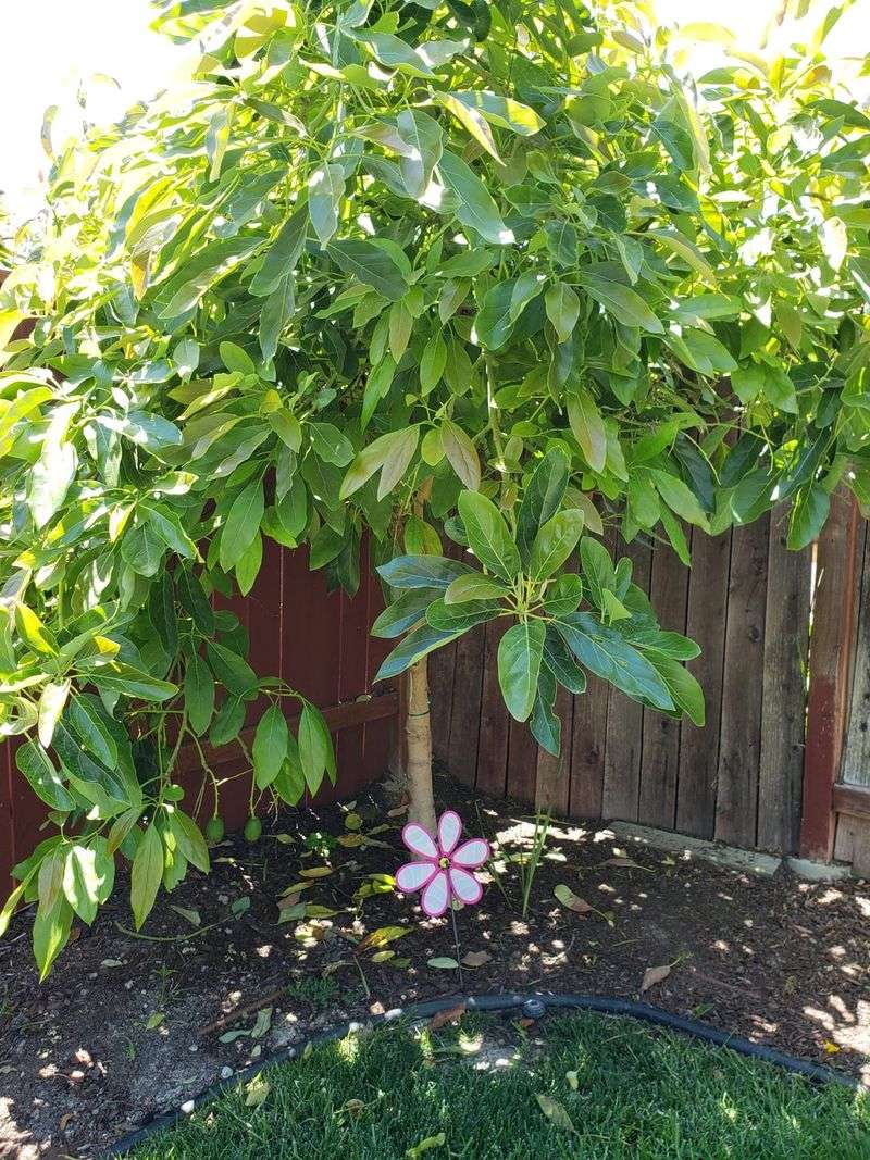 Avocado Trees And Branches
