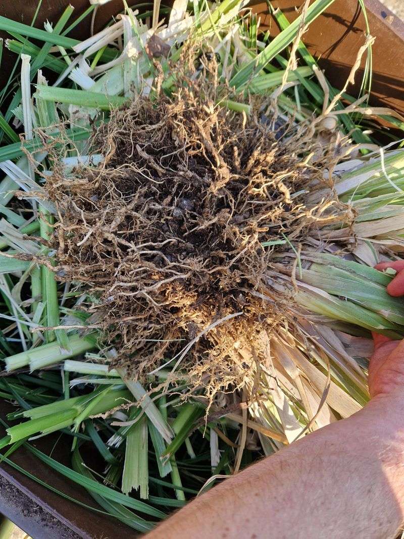 Root Systems Need Protection