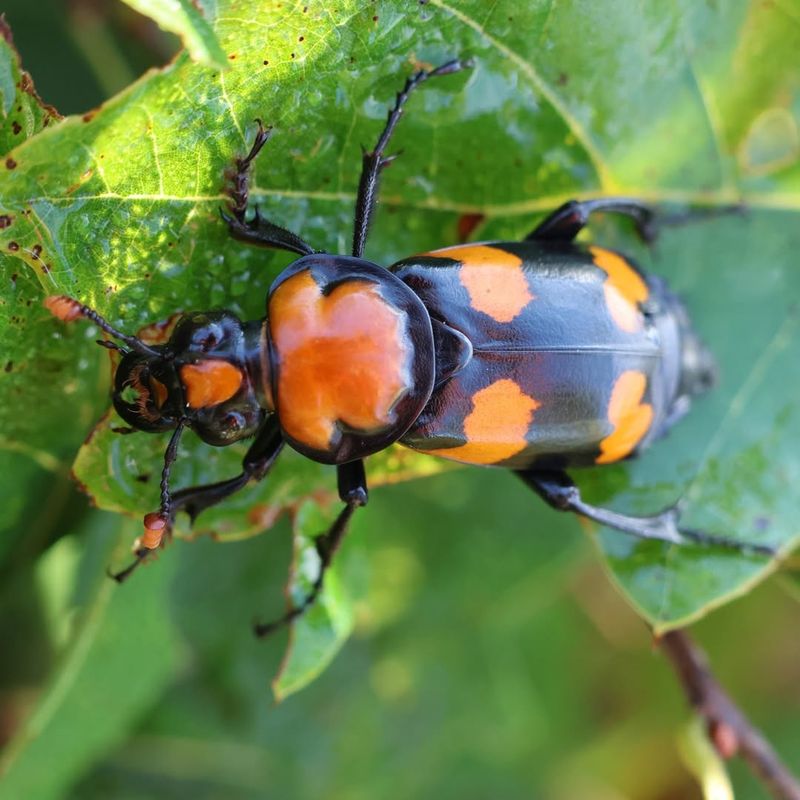 American Burying Beetle