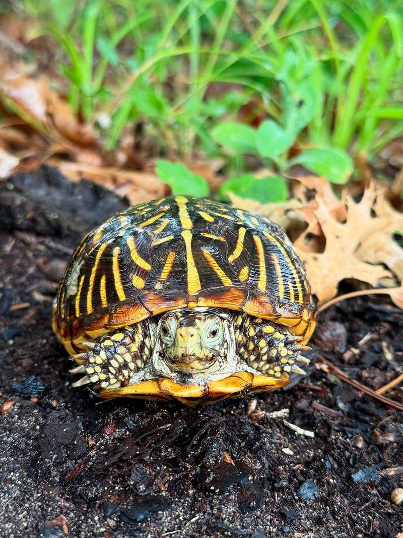 Ornate Box Turtle
