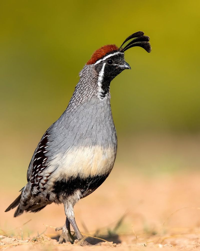 Gambel's Quail