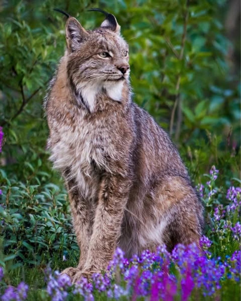 Canada Lynx