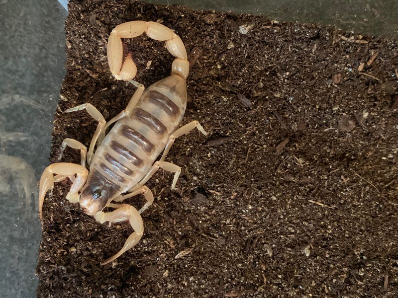 Desert Hairy Scorpion
