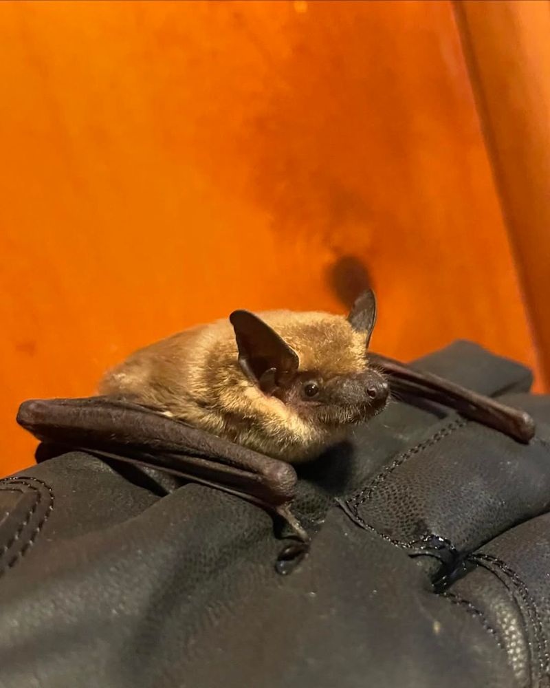 Big Brown Bat
