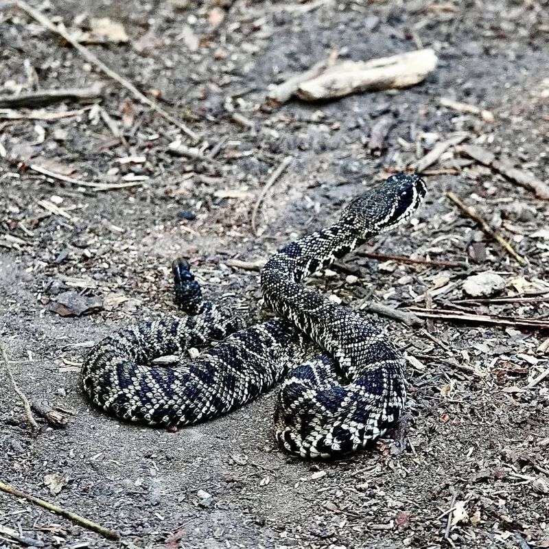 Eastern Diamondback Rattlesnake