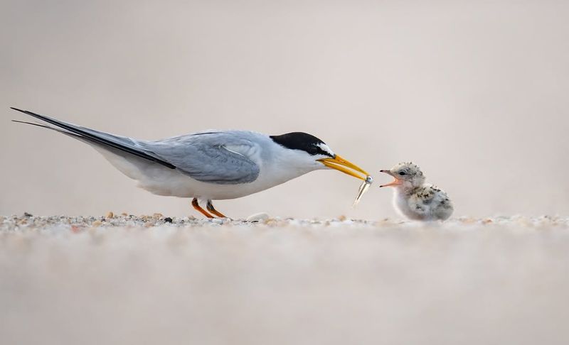 Least Tern