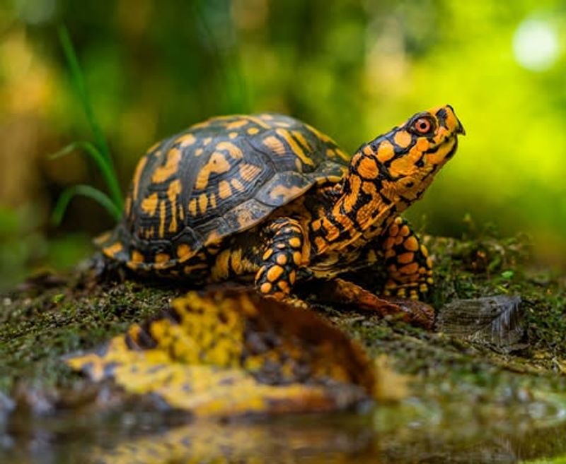 Eastern Box Turtles