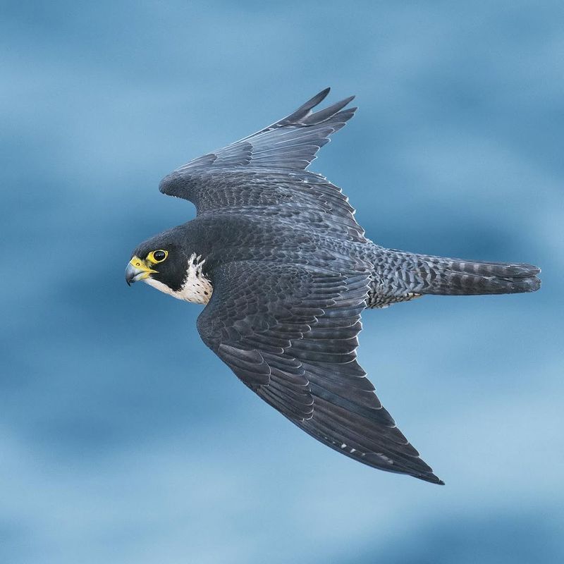 Peregrine Falcons