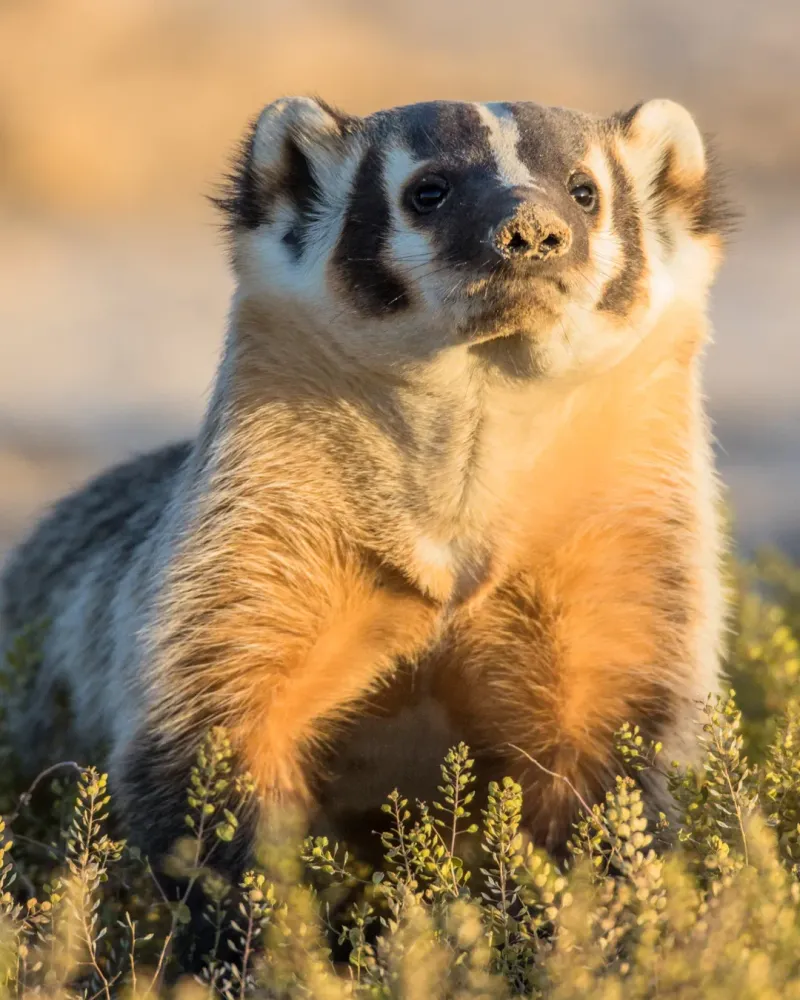 American Badgers