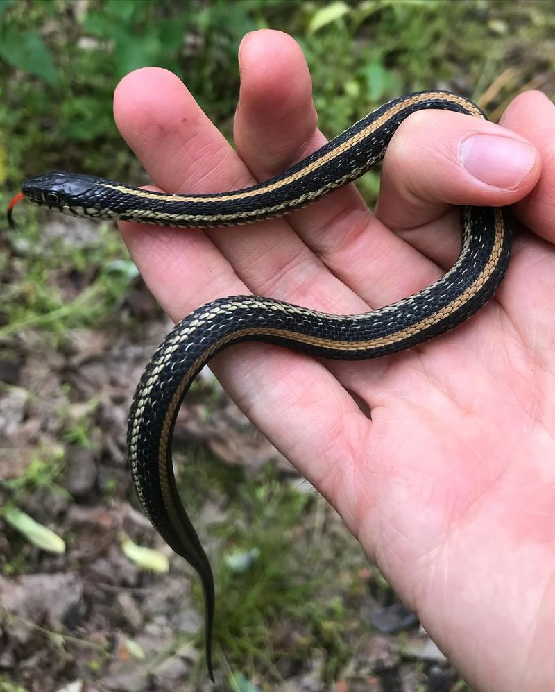 Garter Snake