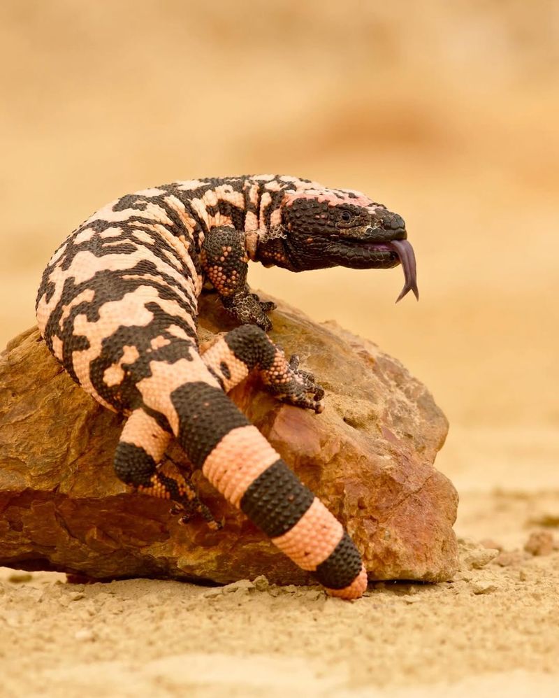 Gila Monster