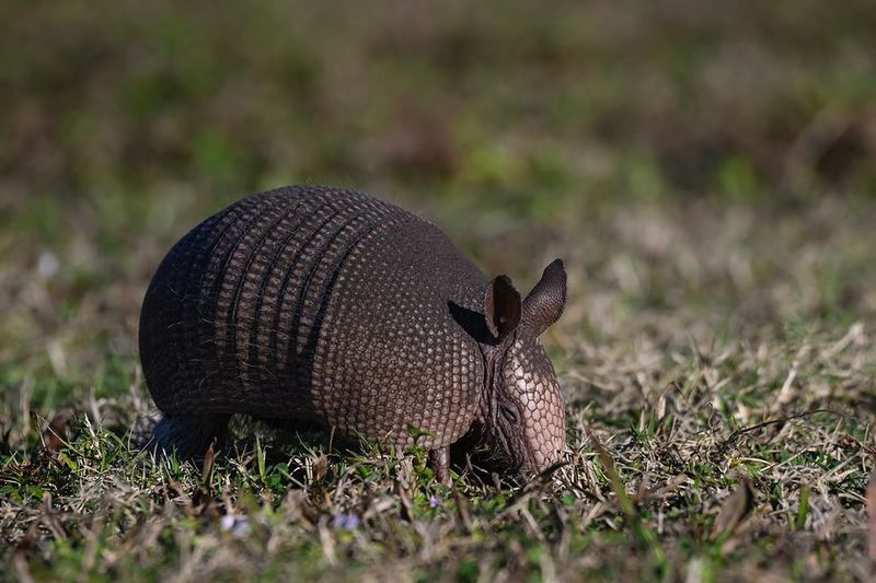 Nine-banded Armadillos