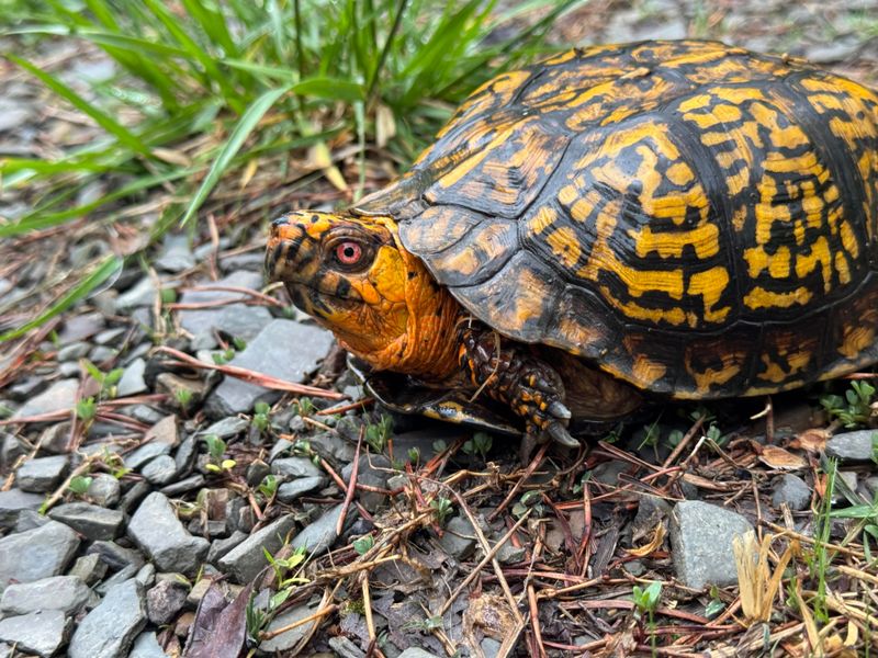 Box Turtles: Slow-Moving Snail Hunters