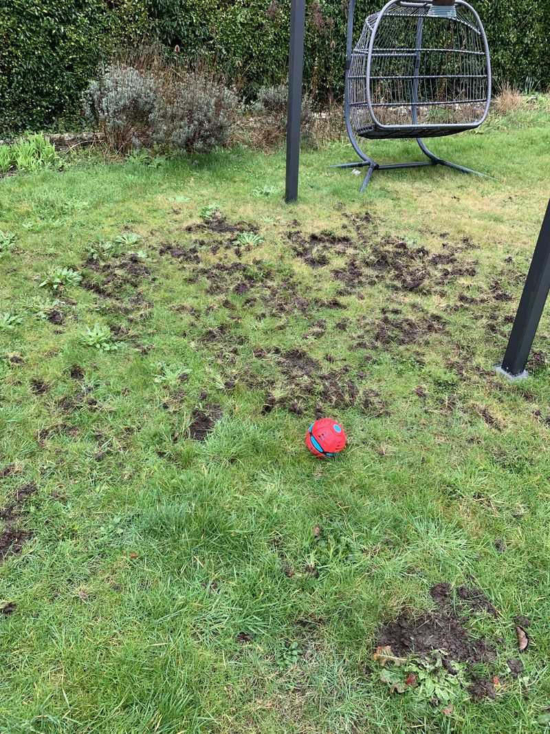 Badgers Create Massive Excavation Sites