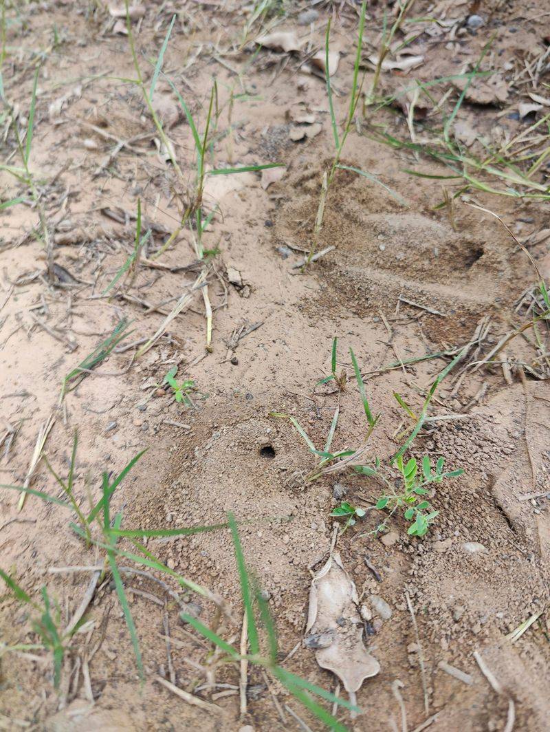 Digger Wasps Make Small Crater-Like Holes