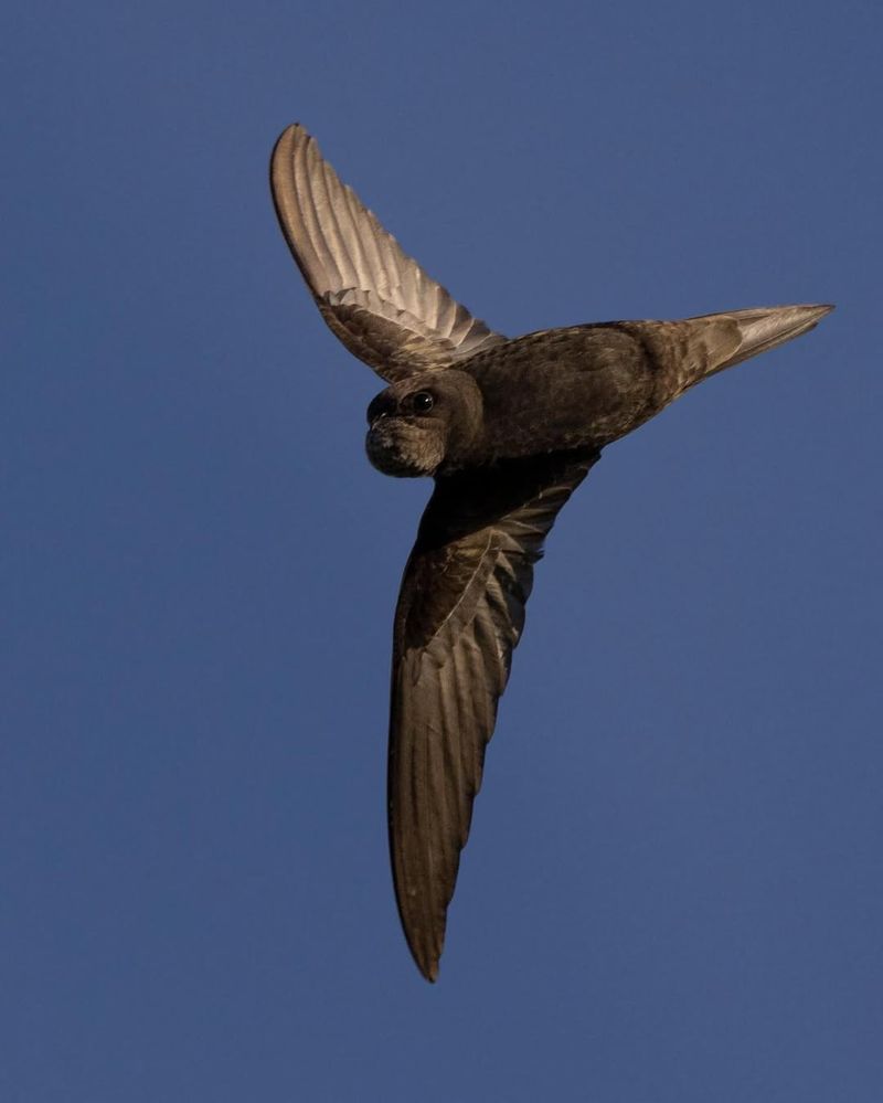 Chimney Swift
