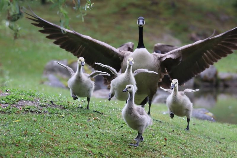 Canada Geese