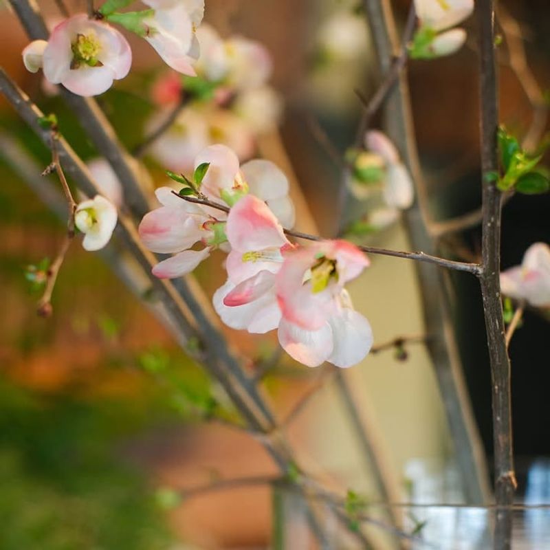 Bring Branches Indoors For Forcing