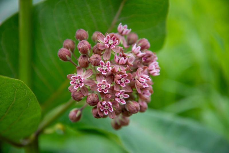Milkweed Contains A Natural Defense System