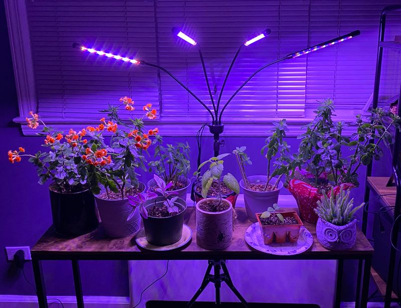 Protecting Plants from Intense UV Radiation