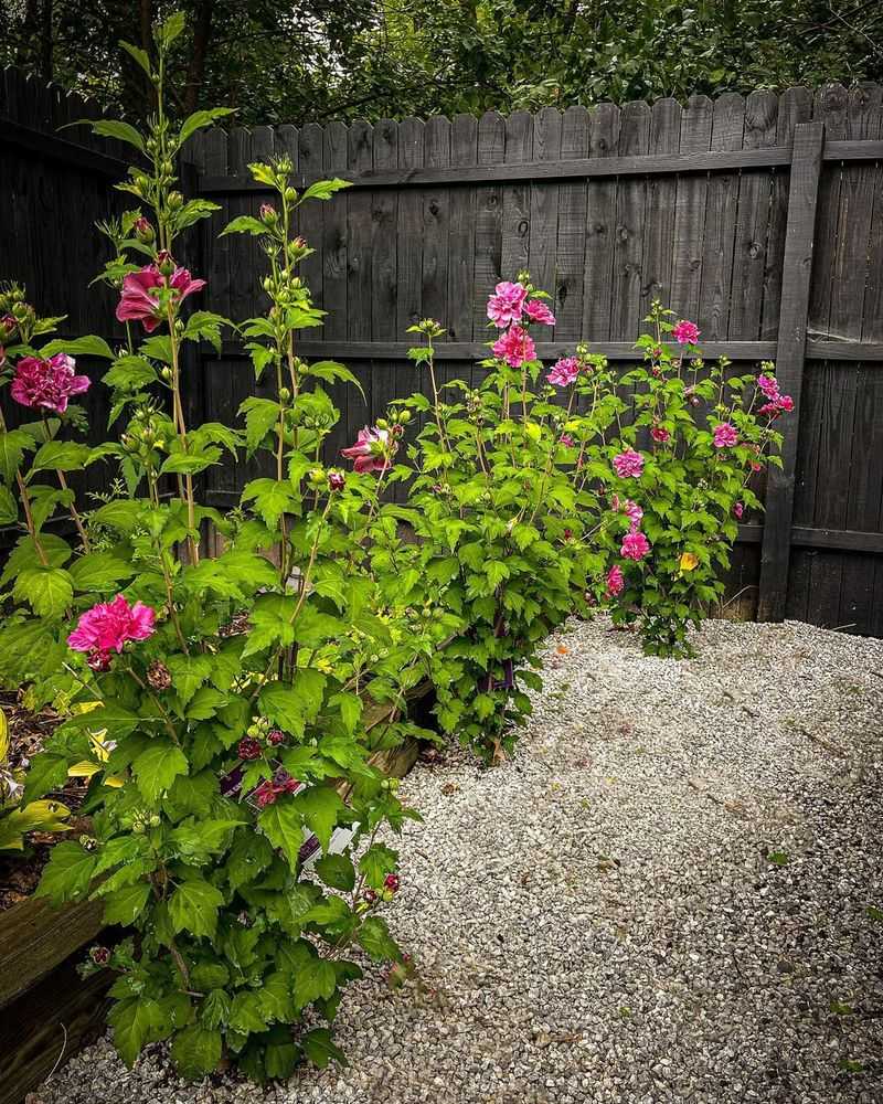 Reaches An Impressive Height For Privacy