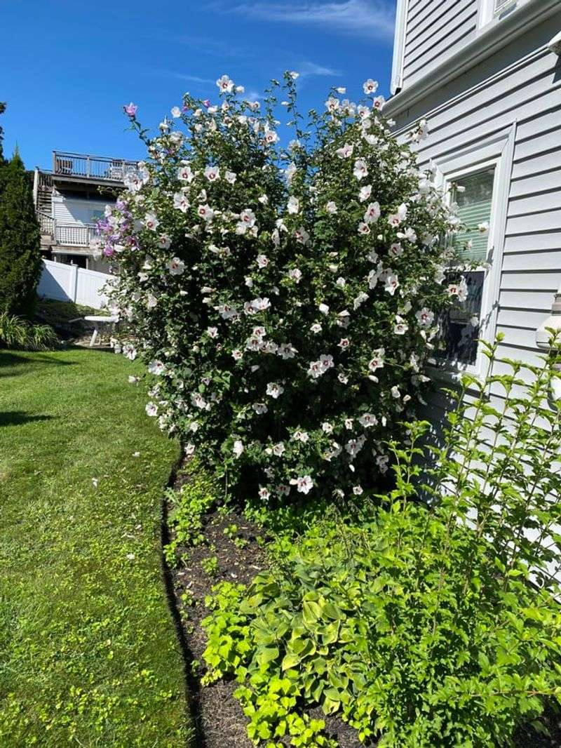 Reaches Impressive Heights For Privacy Screening