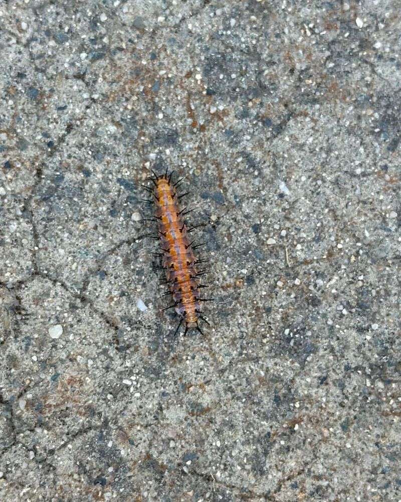 Resists Most Common Pests