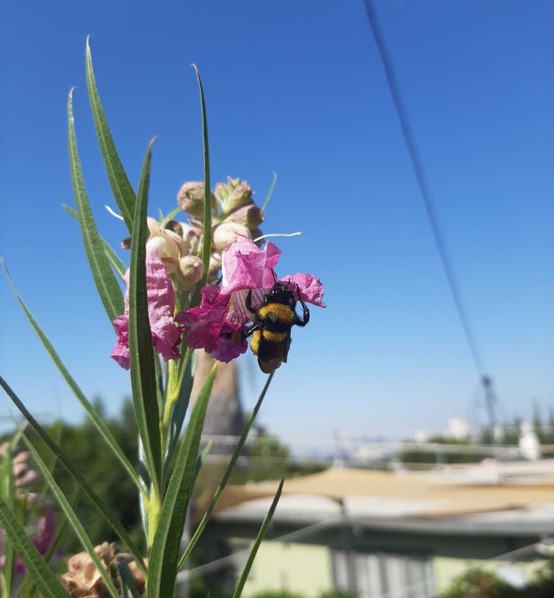 Attracts Wildlife To Your Garden