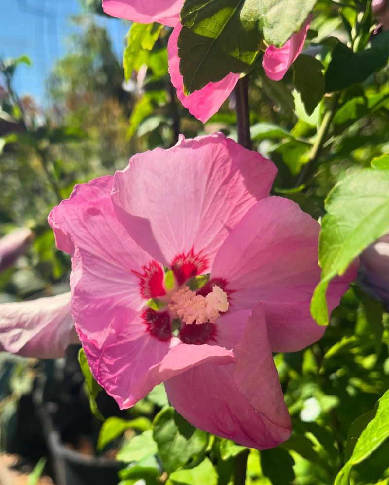 Tolerates Different Soil Types And Growing Conditions