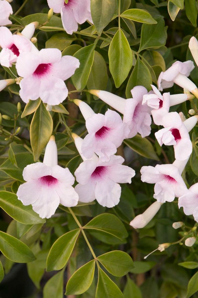 Adds Property Value With Curb Appeal