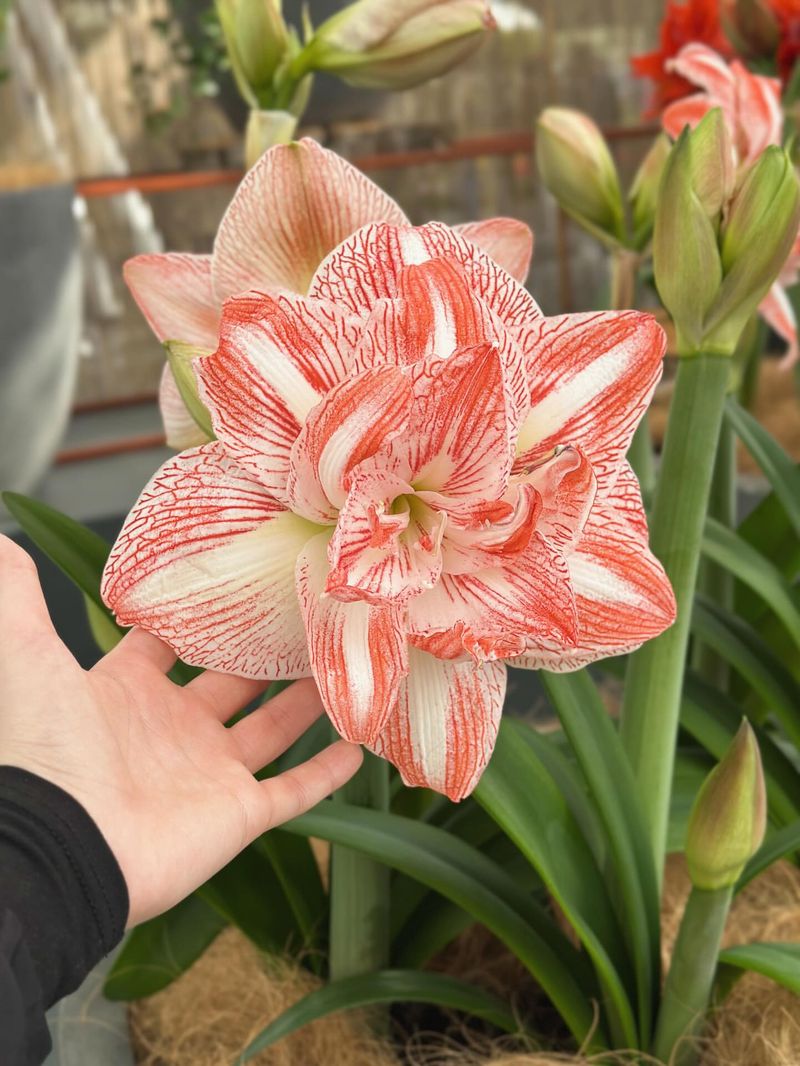 Costs Less Than Replacing Annuals Constantly