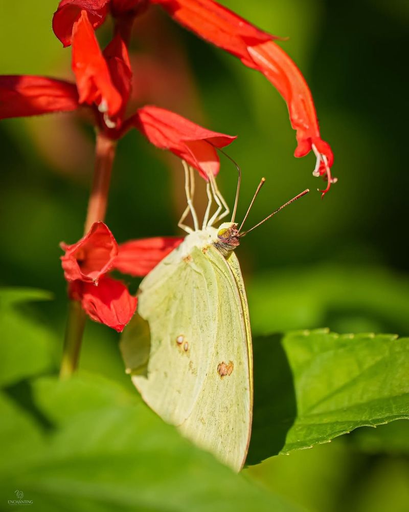 Supports Butterfly Populations And Other Beneficial Insects