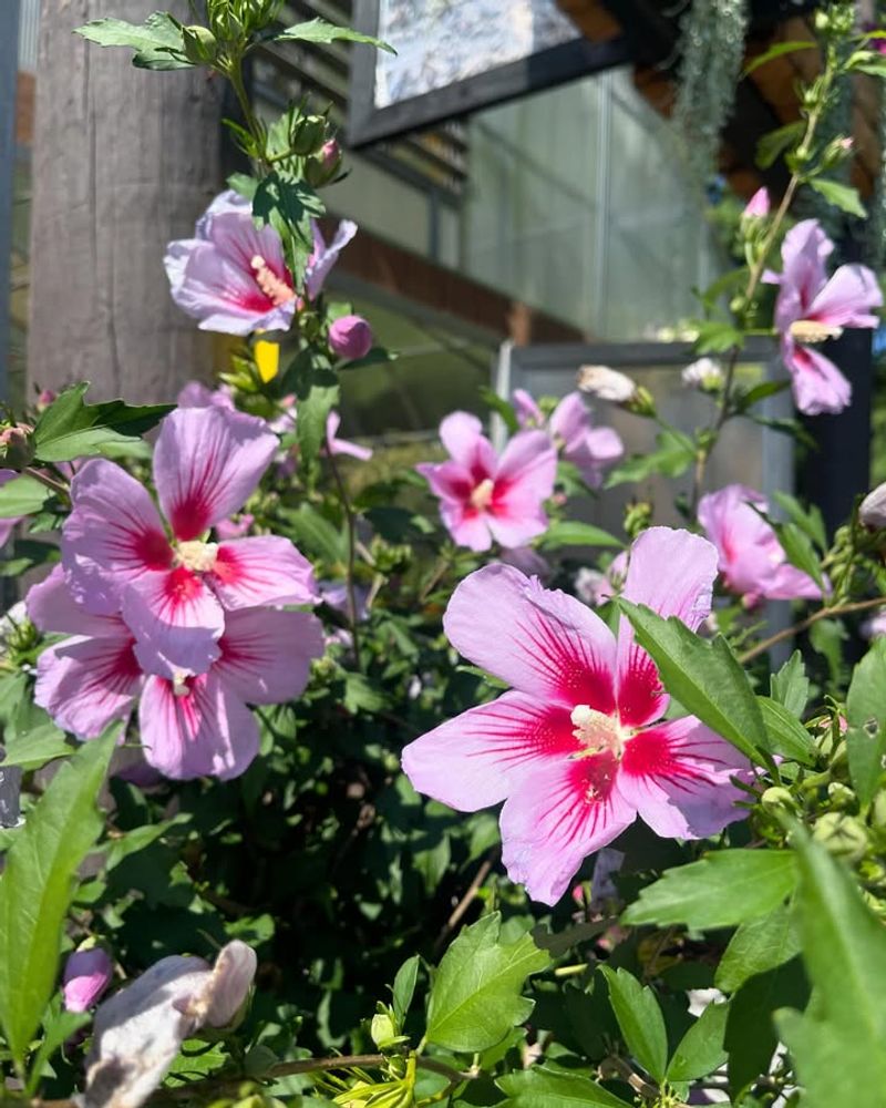 Tolerates Poor Soil Without Complaining