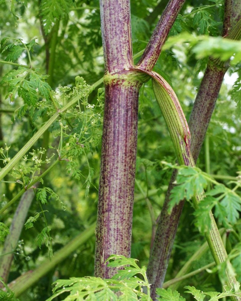 Purple Splotches Are Warning Signs