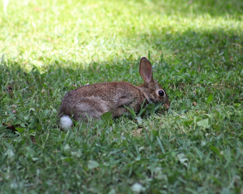 Deer And Rabbits Leave It Alone
