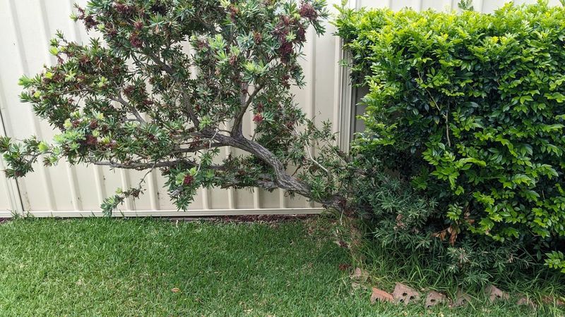 Evergreen Leaves Provide Year-Round Interest