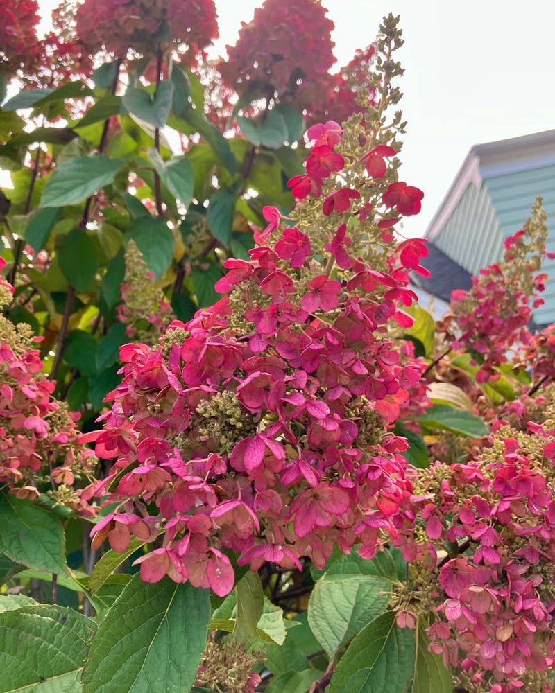 Strong Stems Support Heavy Flower Heads