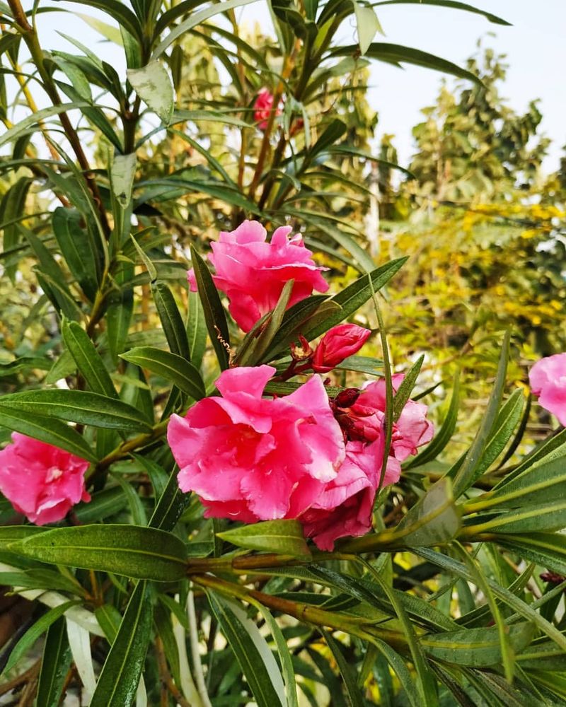 Requires Minimal Pruning and Maintenance