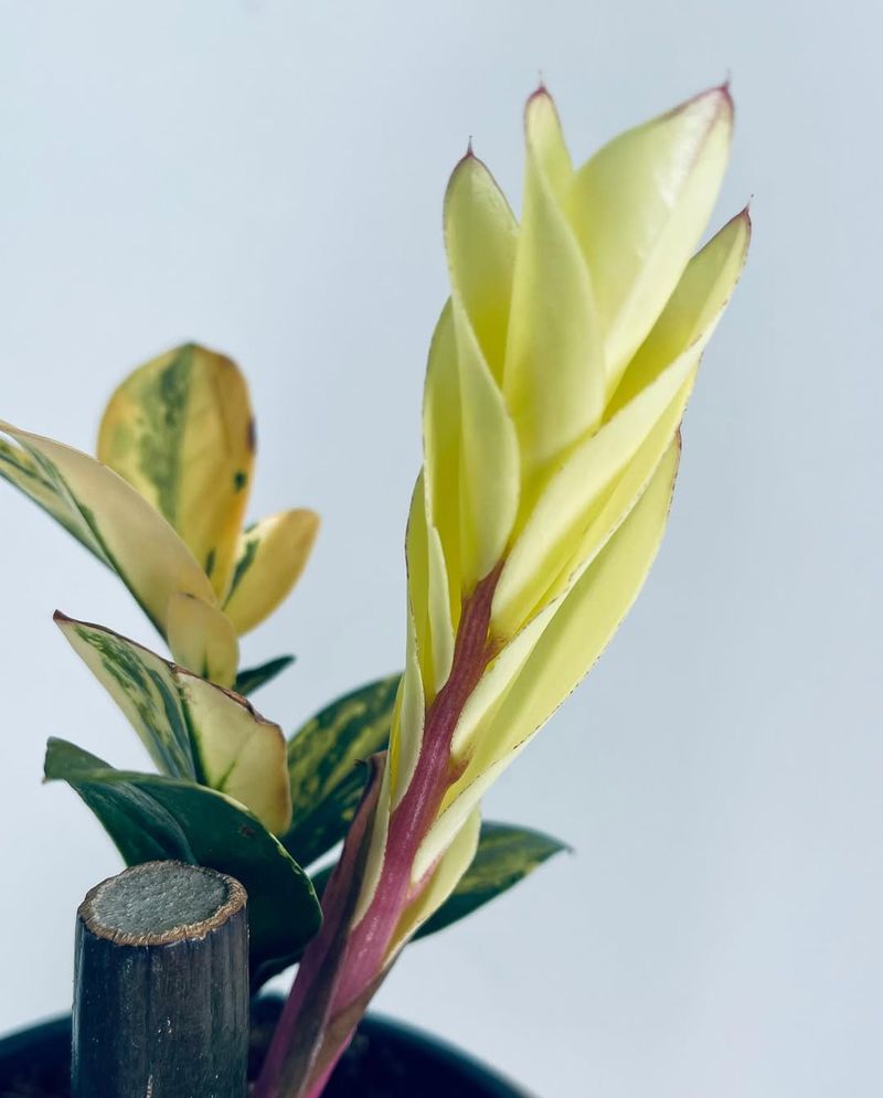 Leaves Turn Yellow And Drop Off