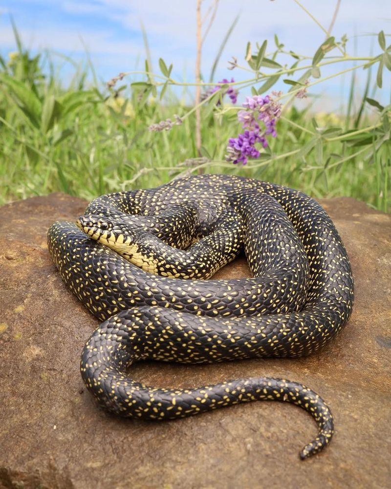 Speckled Kingsnake