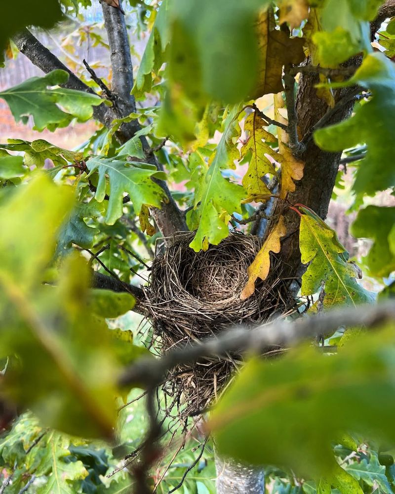 Abandoned Nests Collecting Debris