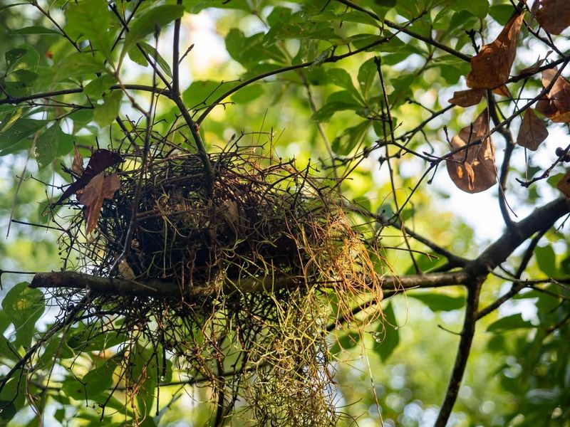 Old Bird Nests