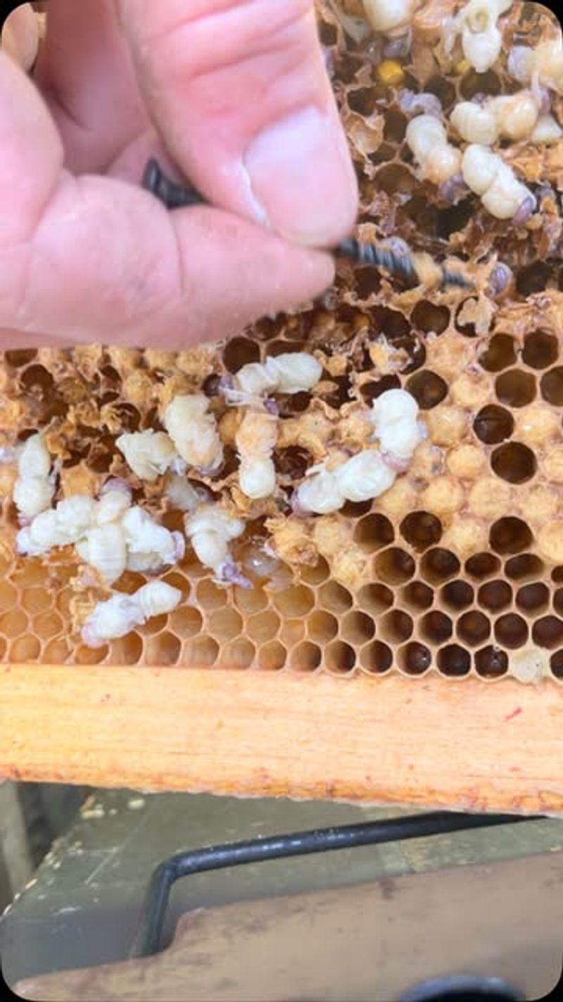 Invasive Pests And Diseases