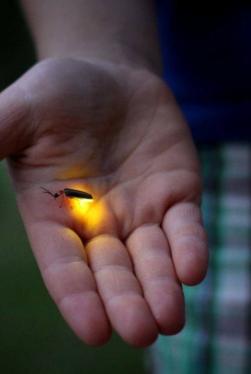 Pesticide Use in Yards and Gardens