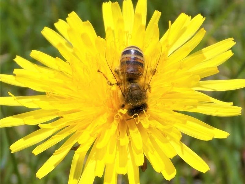 Pesticide Use In Home Gardens