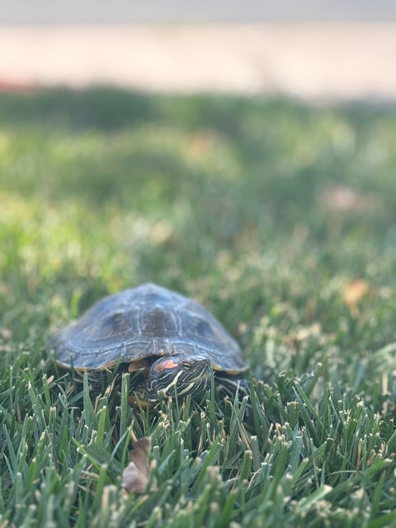 Leave Healthy Turtles Alone Completely