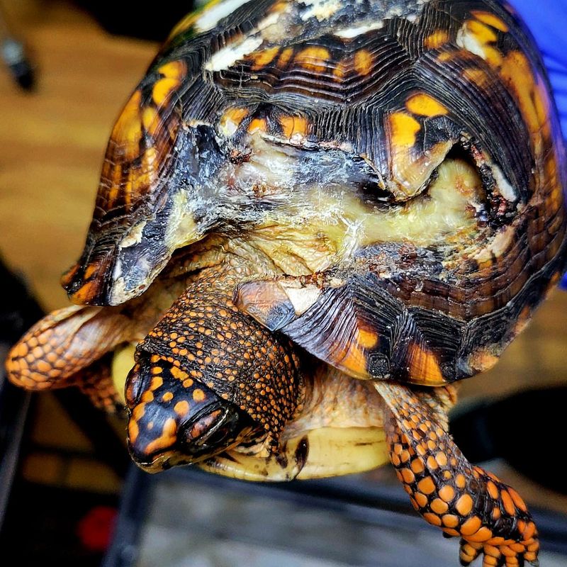 Contact Professionals If The Turtle Appears Injured