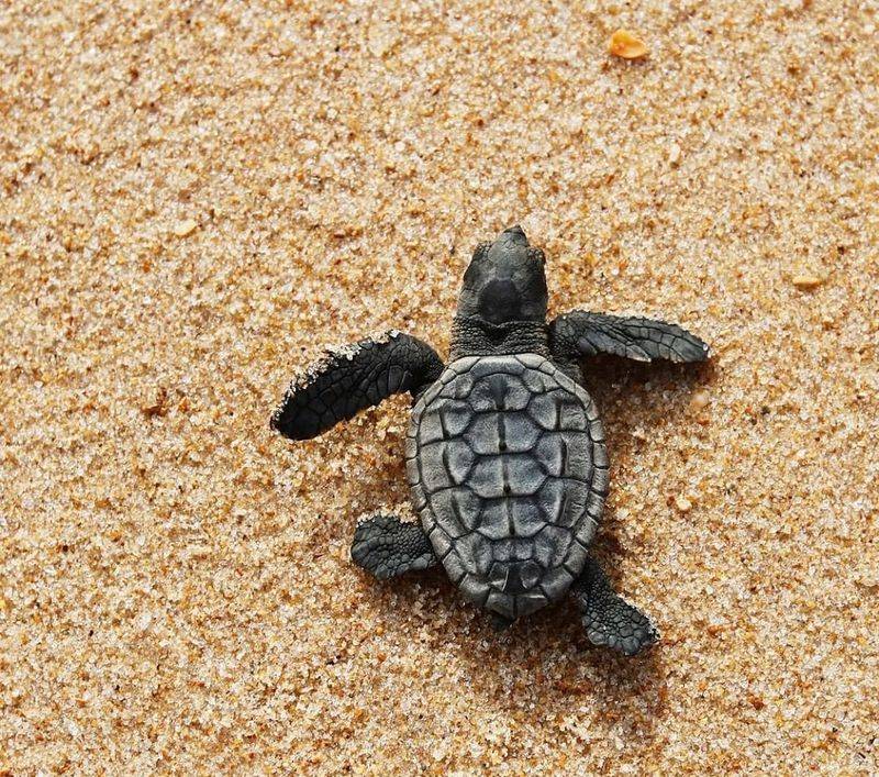 Move It To Appropriate Habitat Nearby